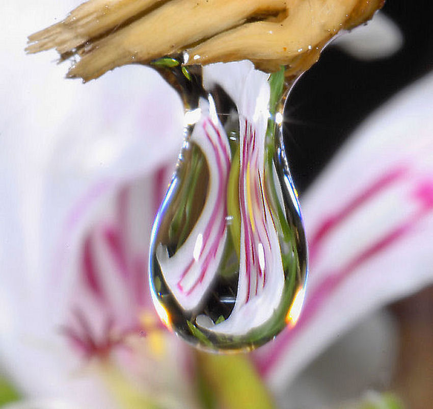 Geranio bianco allo specchio